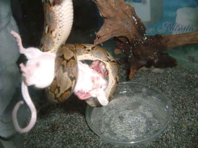 snakeeat.jpg