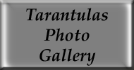 tarantulas_photo_gallery.gif